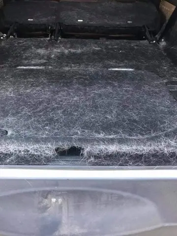 Cargo area coated in pet hair before