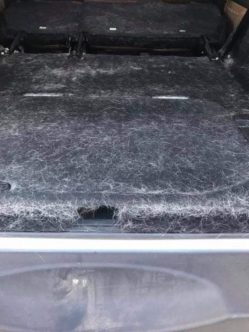 SUV cargo area packed with pet hair before detailing